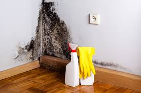 Best Mold Damage Restoration in USA